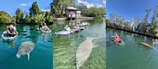 a group of people swimming in a body of water