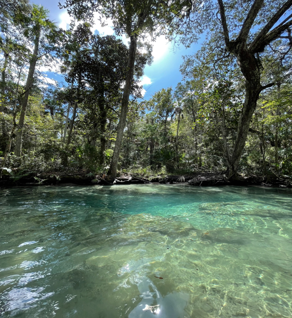 water next to a tree