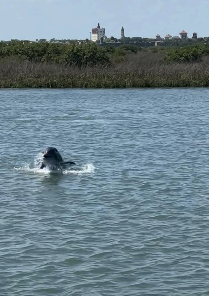 a dog swimming in a body of water
