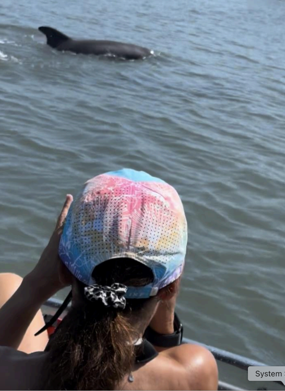 a dog swimming in a body of water