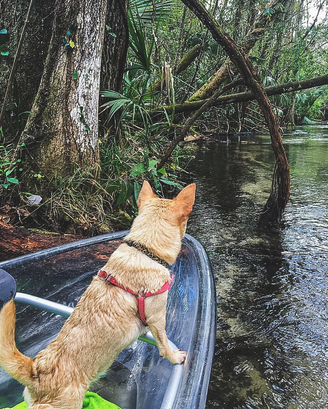 a brown dog carrying a frisbee in the water