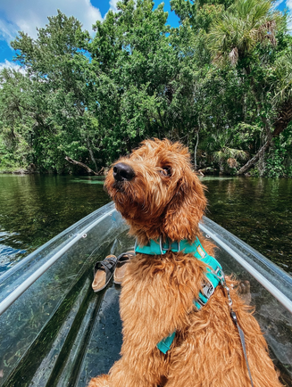 a dog sticking his head out of the water
