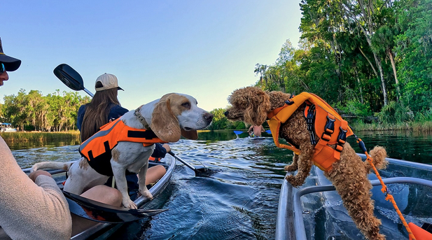a person and a dog sitting in the water