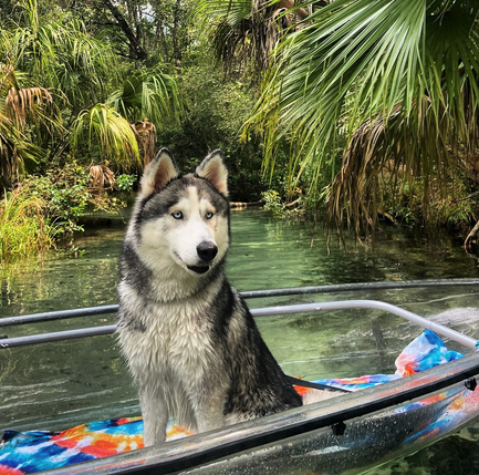 a dog sitting on a boat in the water