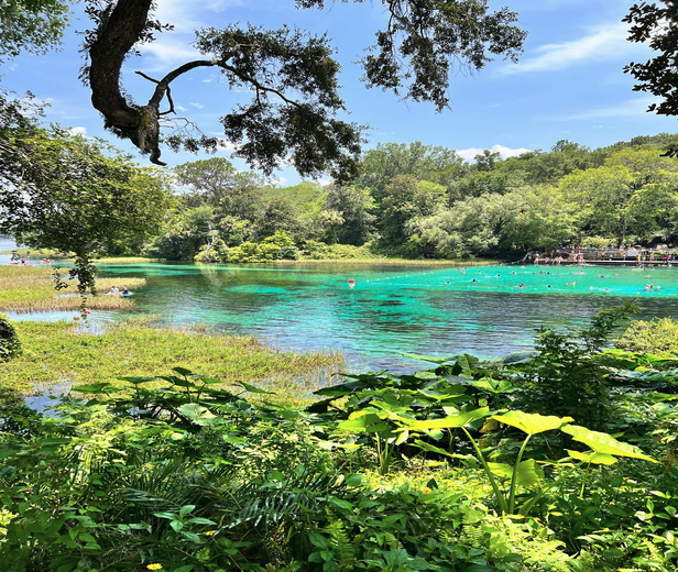 a body of water surrounded by green grass and trees