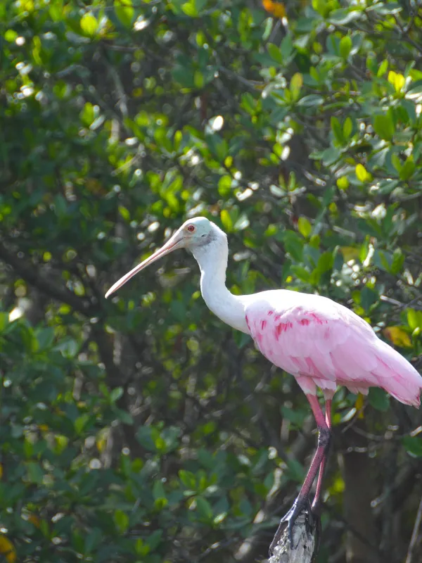 a bird standing on a branch