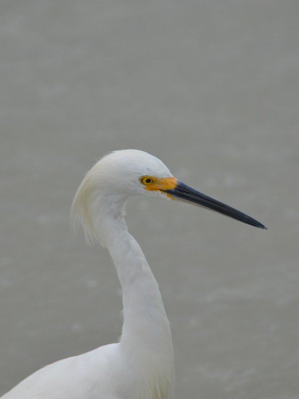 a bird standing next to a body of water