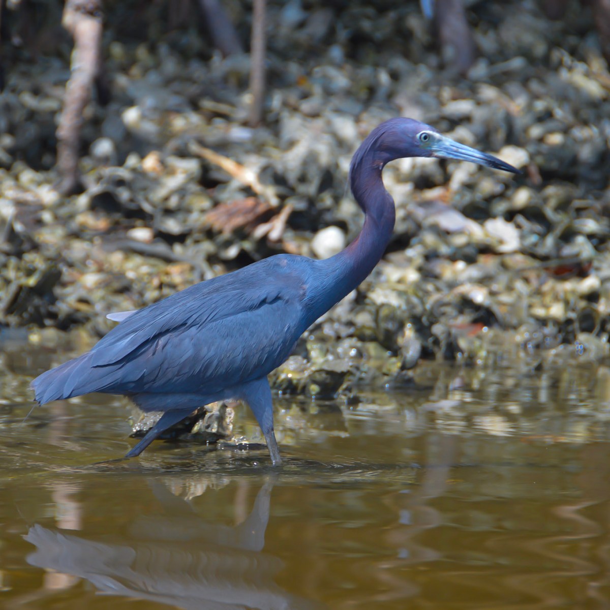 a bird swimming in water