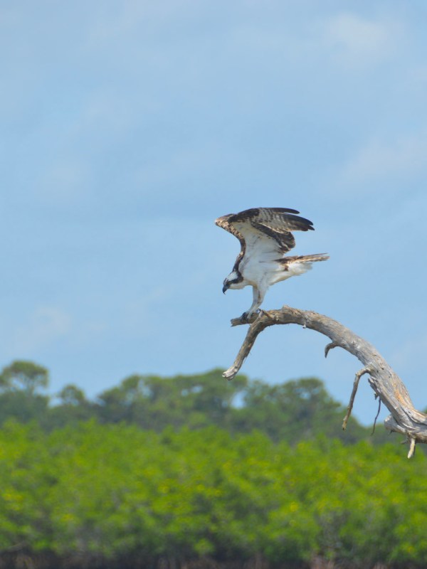 a bird standing on a branch