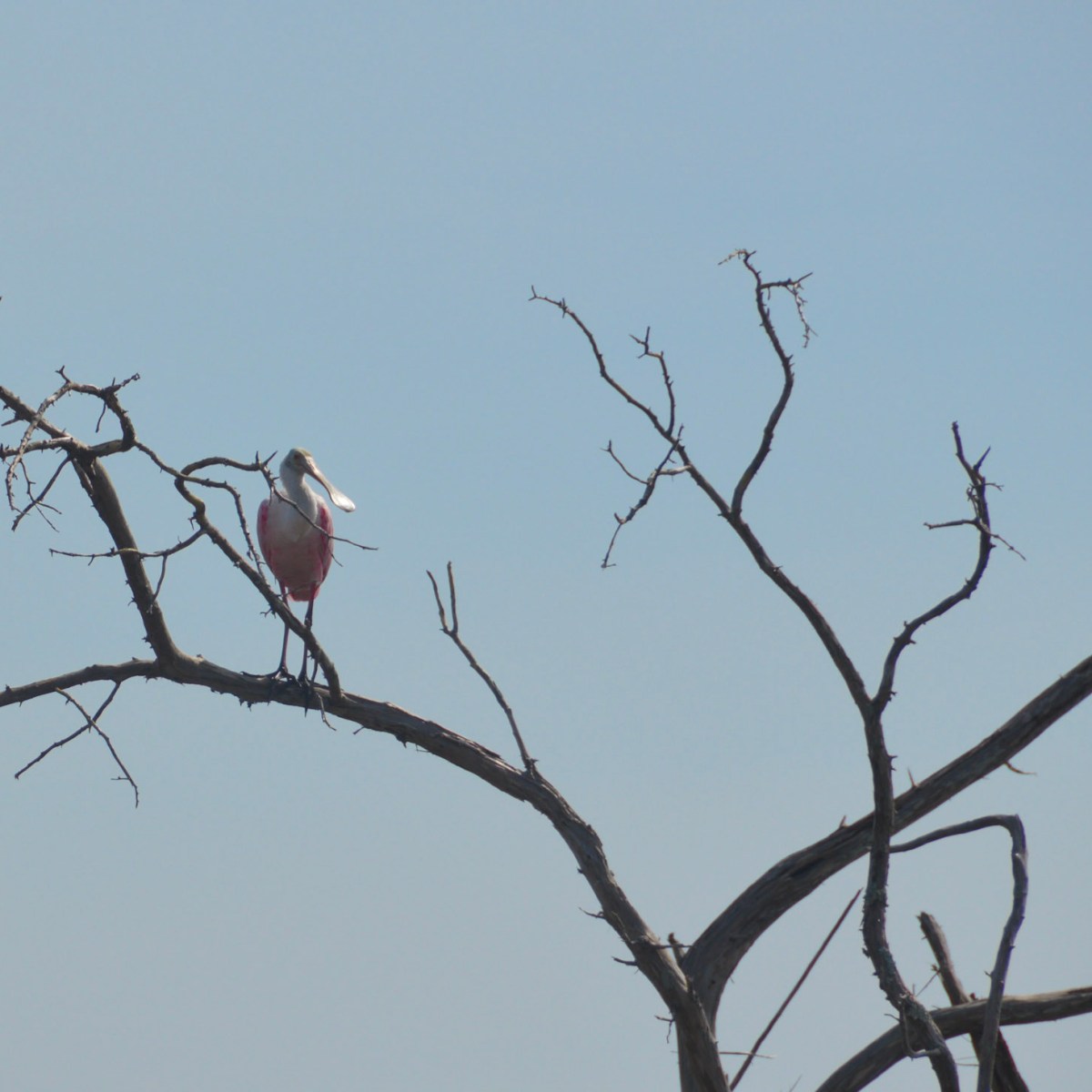 a bird perched on a tree branch