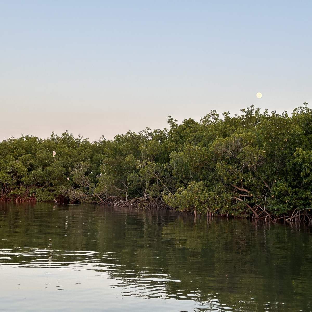 a body of water surrounded by trees