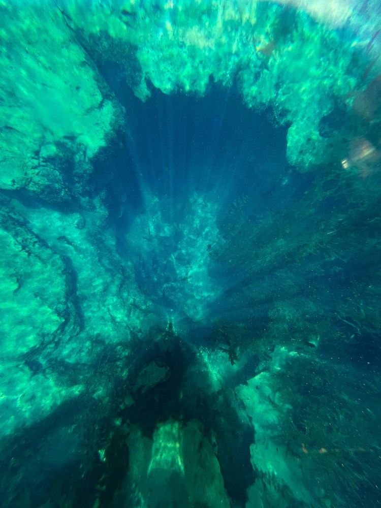 underwater view of a coral