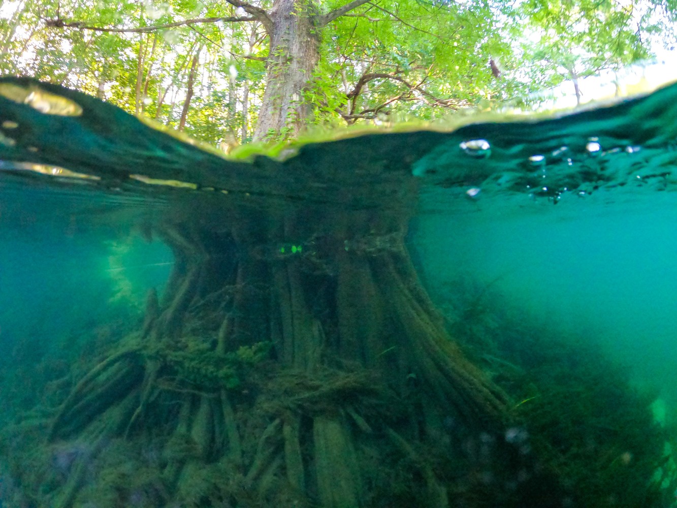 a close up of a tree
