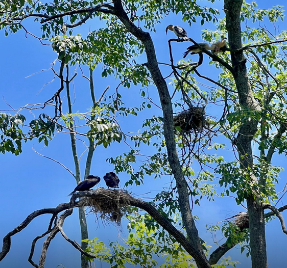 a bird perched on a tree branch