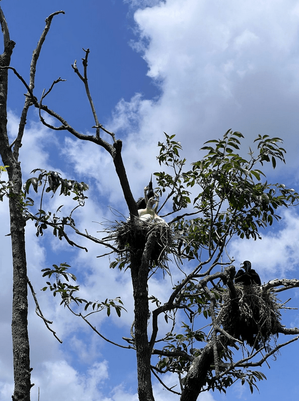a bird perched on a tree branch