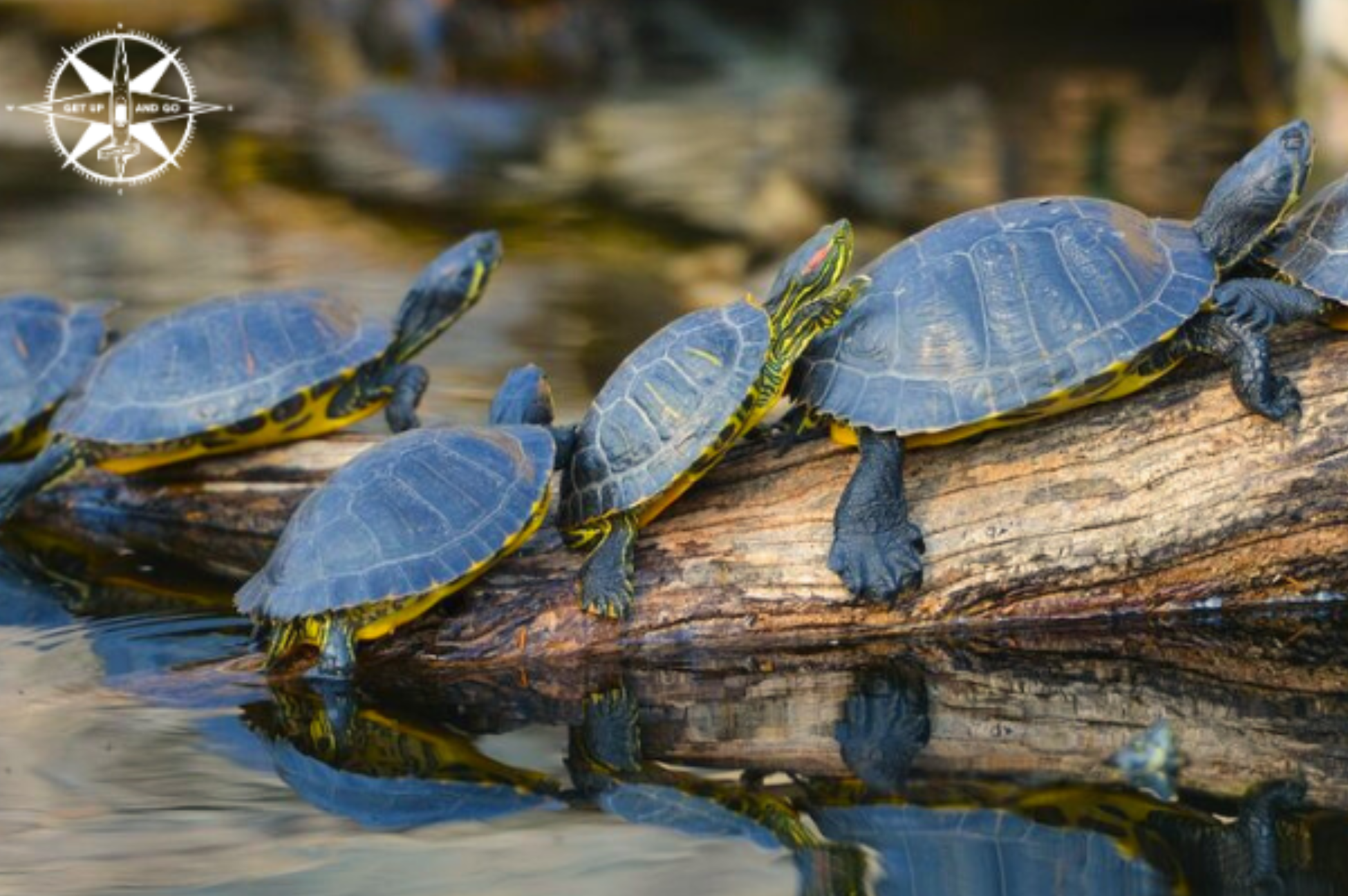 GTX – 355 eco-friendly kayaking 2 a turtle swimming under water