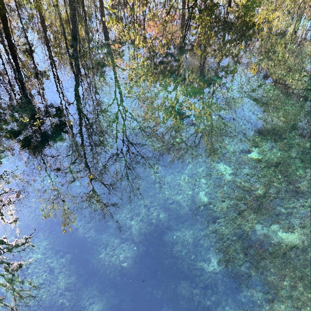 a large tree in a forest