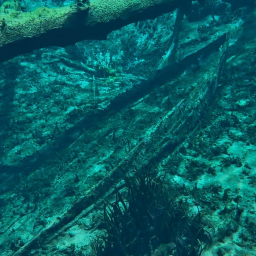 a large fish in a forest