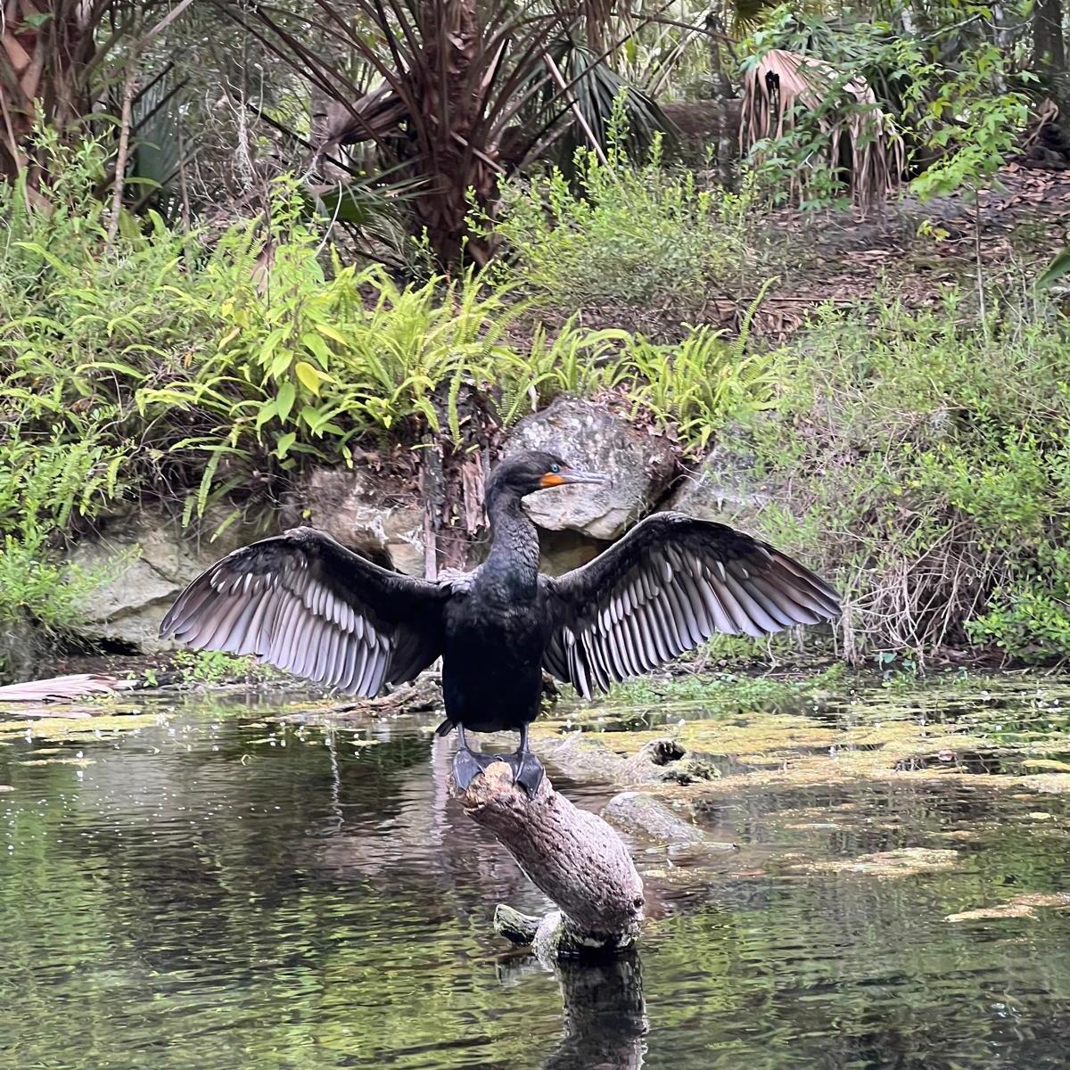a bird swimming in water next to a body of water
