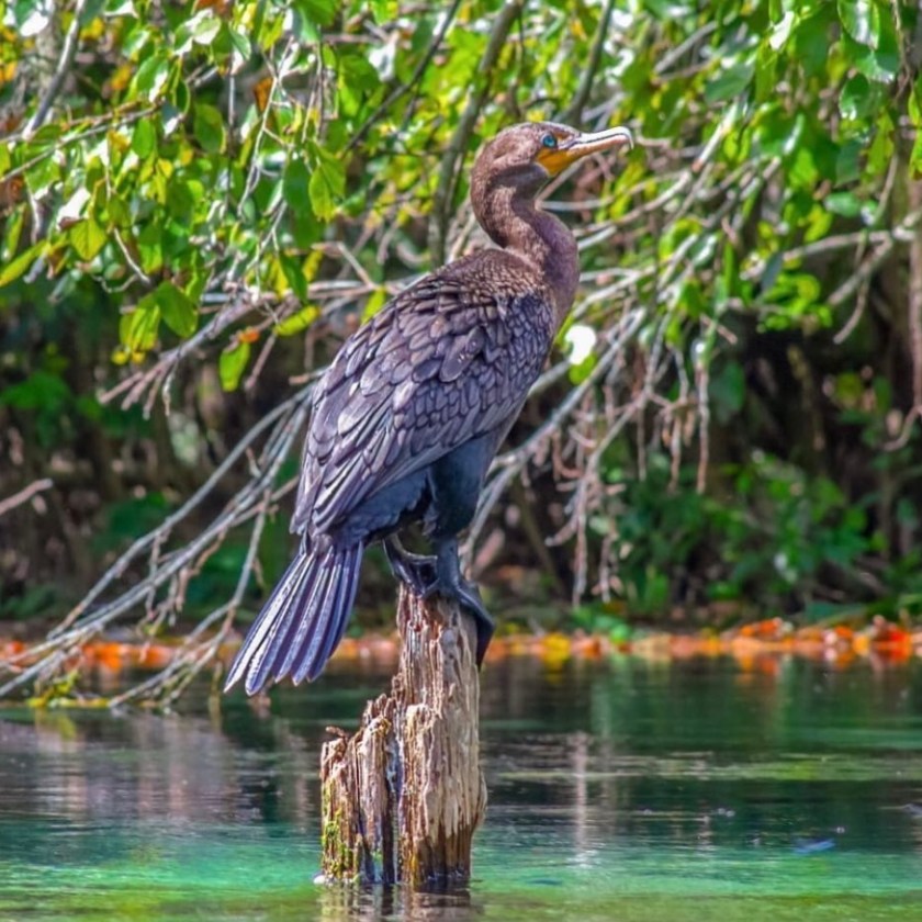 a bird that is standing in the water