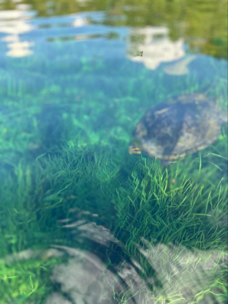 a turtle in the grass