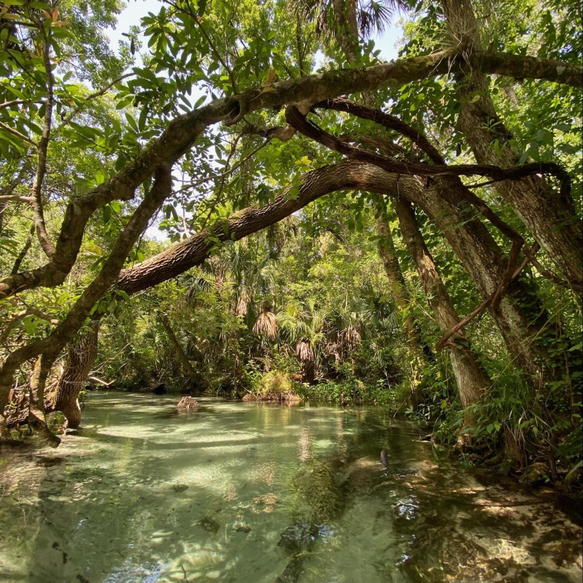 a tree next to a body of water