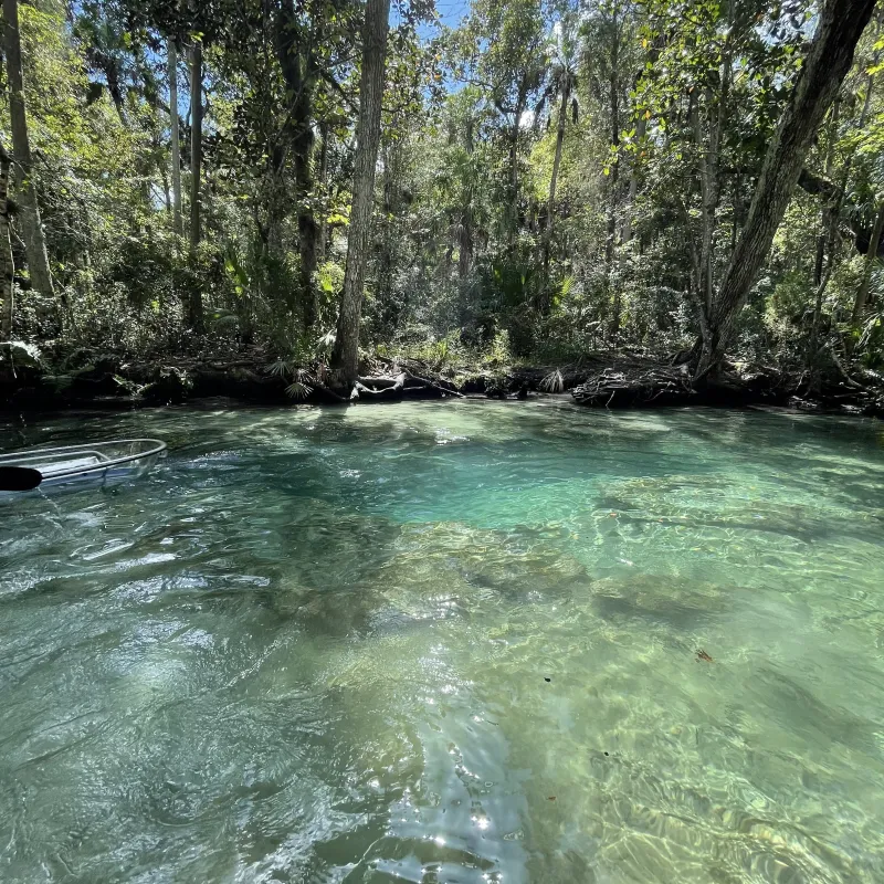 Clear water river with surrounding lush forest and bright sky.