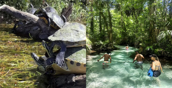 Turtles on a log in water and people swimming in a forest stream.