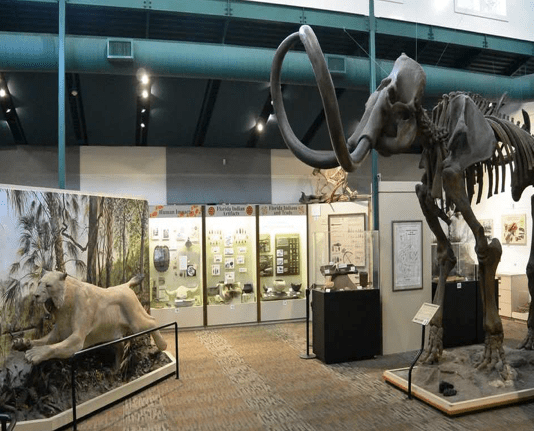 Museum display with animal skeleton and wildlife diorama.