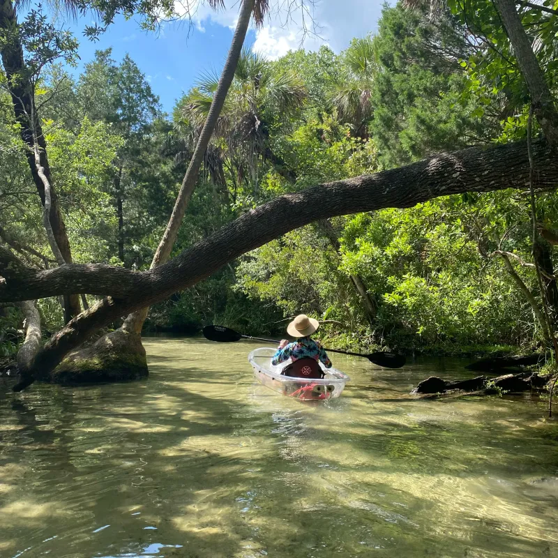 Person in a clear kayak paddling through a lush, forested waterway with sunlight filtering through trees.