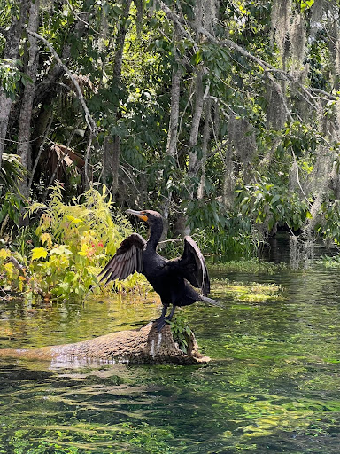 Bird with open wings on a log in a forested swamp area.