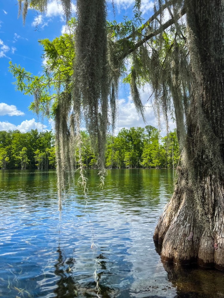 Cypress tree with Spanish moss by a calm lake under a blue sky with clouds.