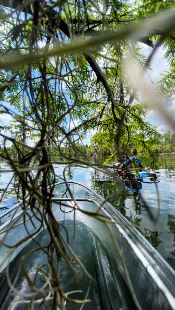 Two kayakers on a calm lake, framed by overhanging branches and Spanish moss.