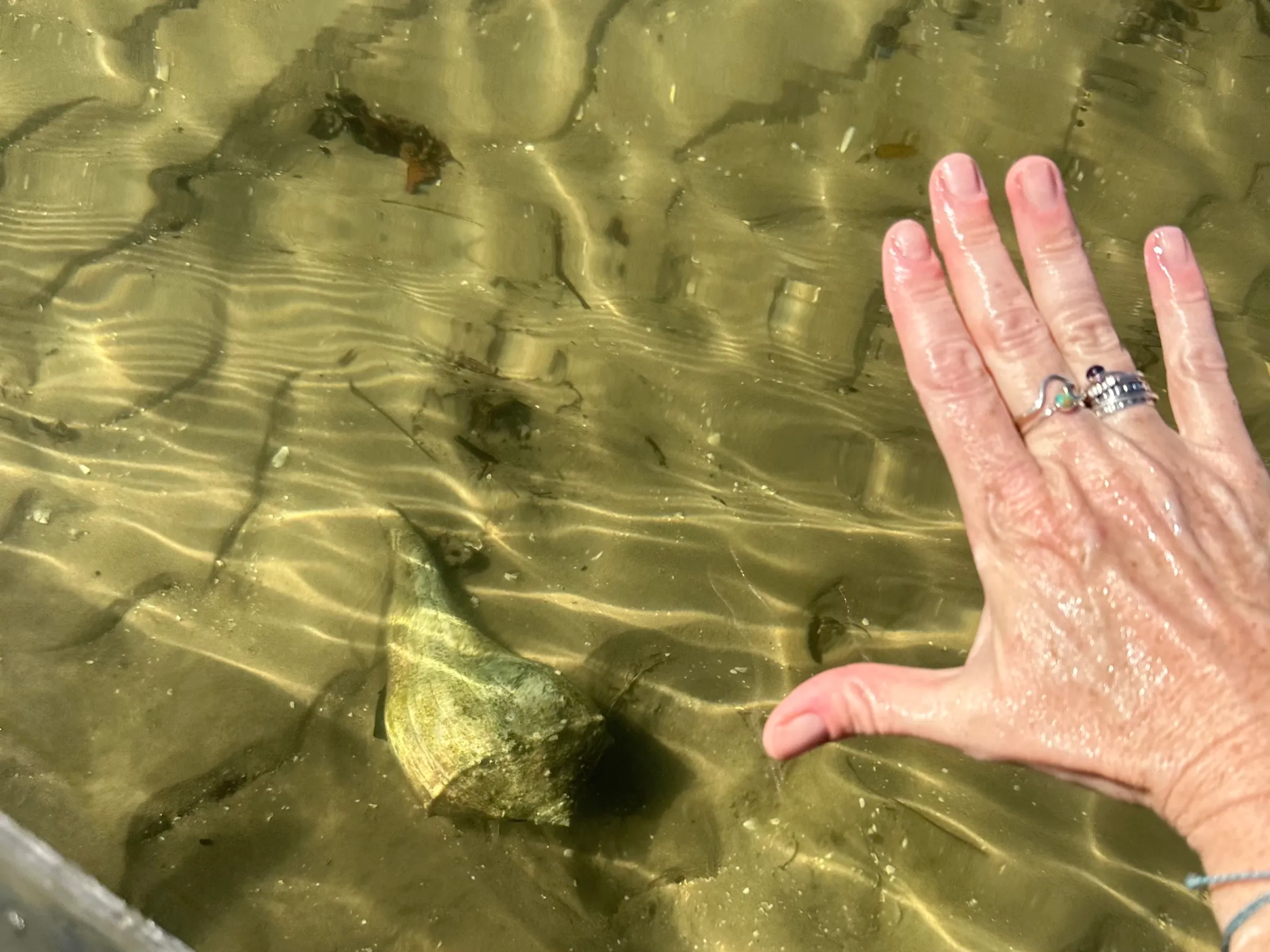 Hand with rings above clear water showing shell on sandy bottom.