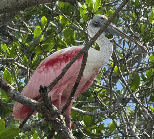Pink bird with long beak perched among green leaves and branches.