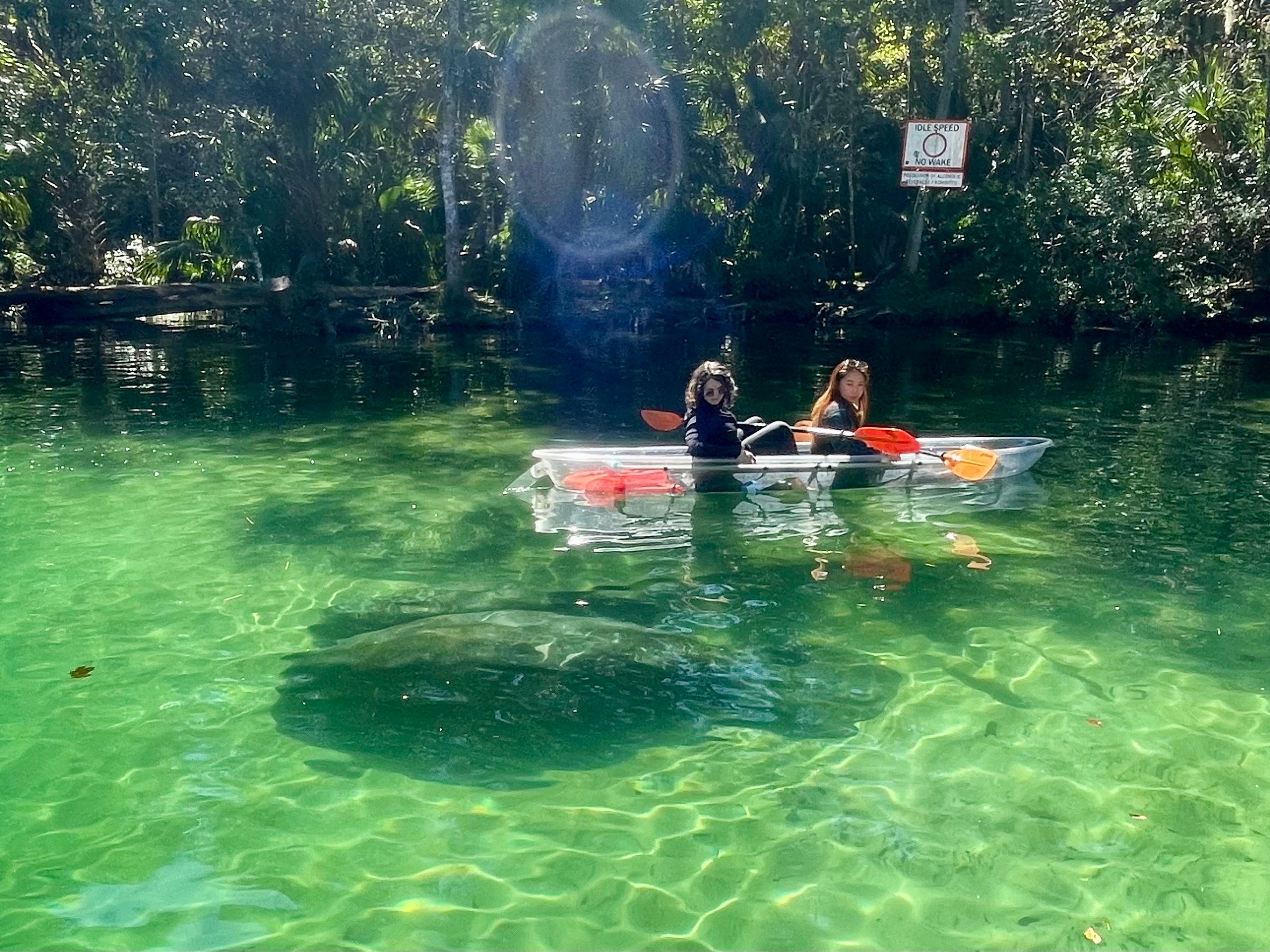 Two people kayaking in a clear kayak over a large manatee in clear green water.