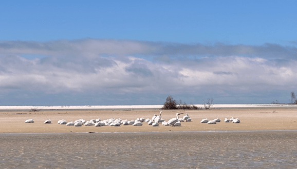 Flock of white birds resting on a sandy beach under a cloudy sky.