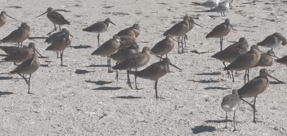 A flock of brown shorebirds standing on a sandy beach.