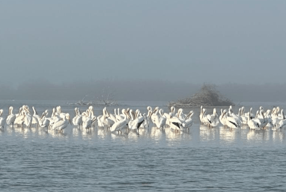 Flock of pelicans standing in shallow water, with misty background and distant trees.