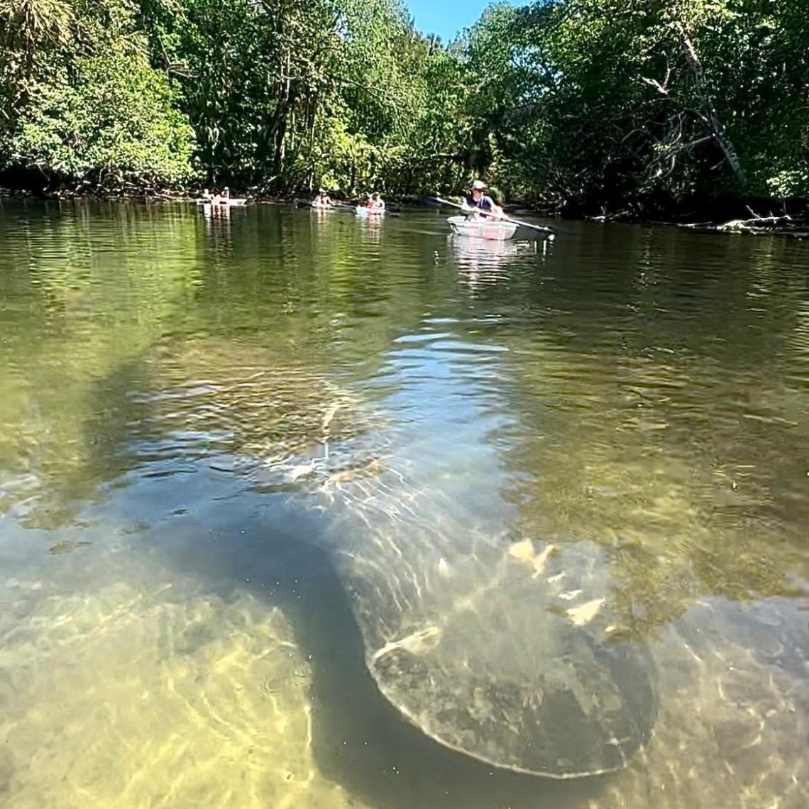 Clear water stream with submerged manatee and kayakers, surrounded by trees.