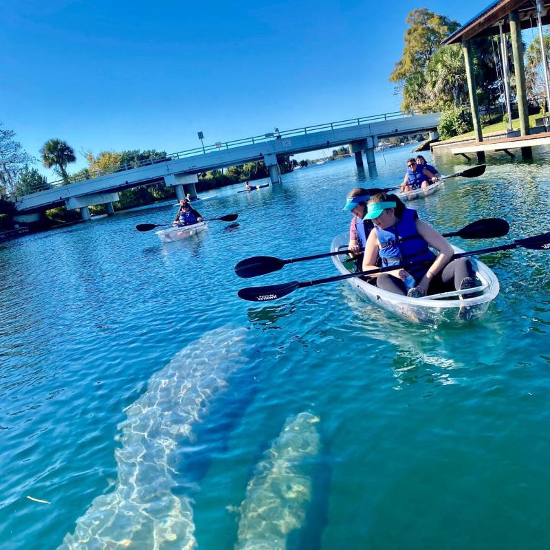 Kayakers in clear kayaks with manatees visible underwater on a sunny day.
