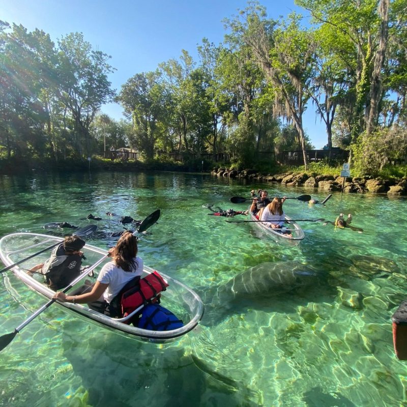People kayaking on clear water with visible manatees below, surrounded by trees.