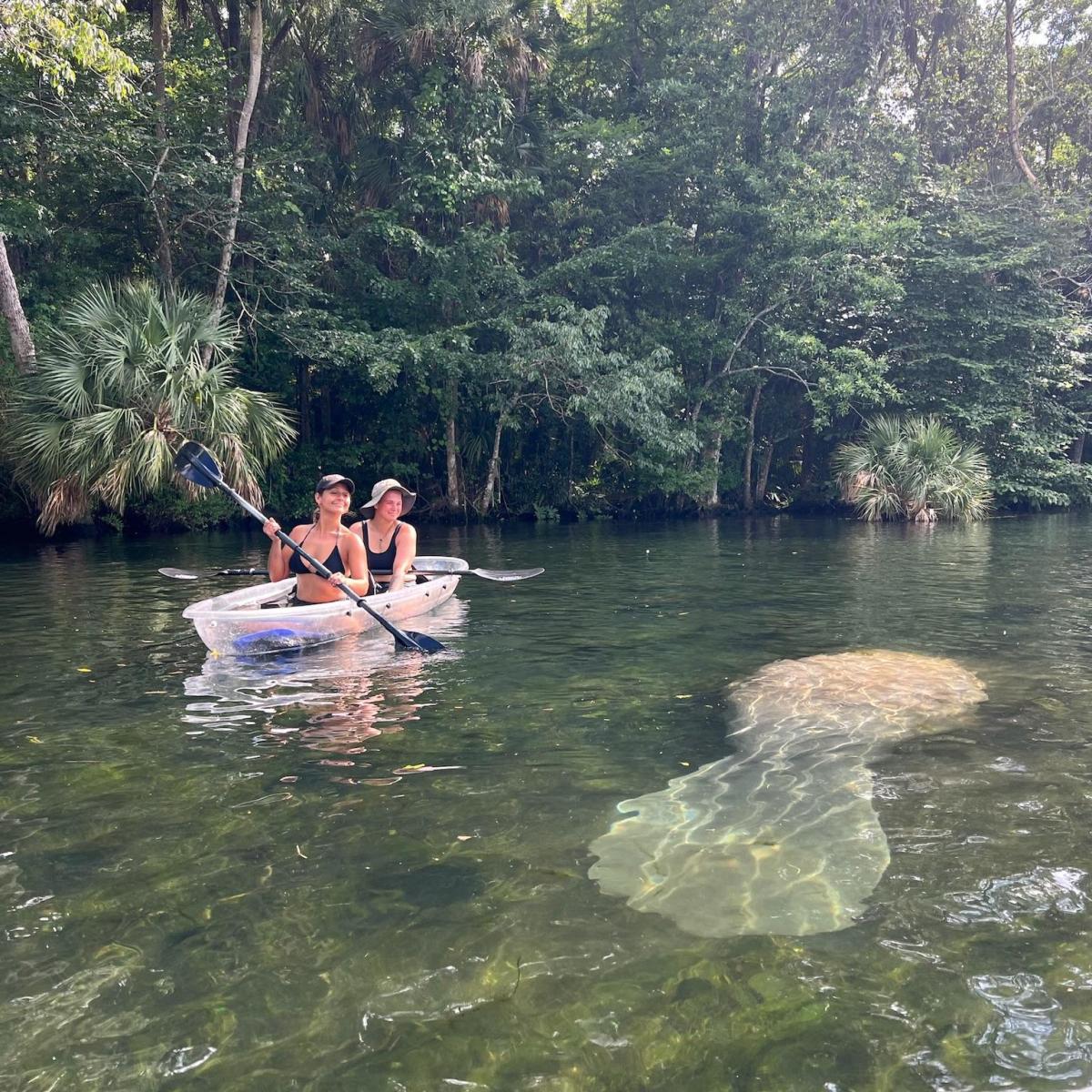 Two people kayaking near a manatee in clear water, surrounded by trees.