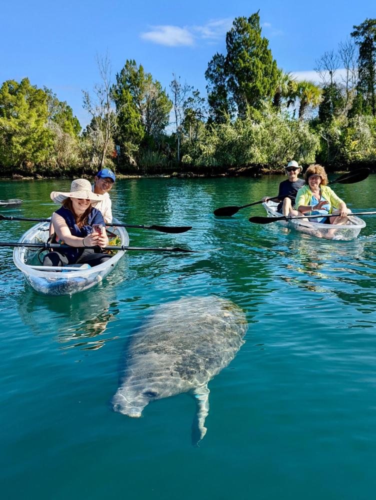 People in clear kayaks paddle near a manatee in a calm, green river surrounded by trees under a blue sky.