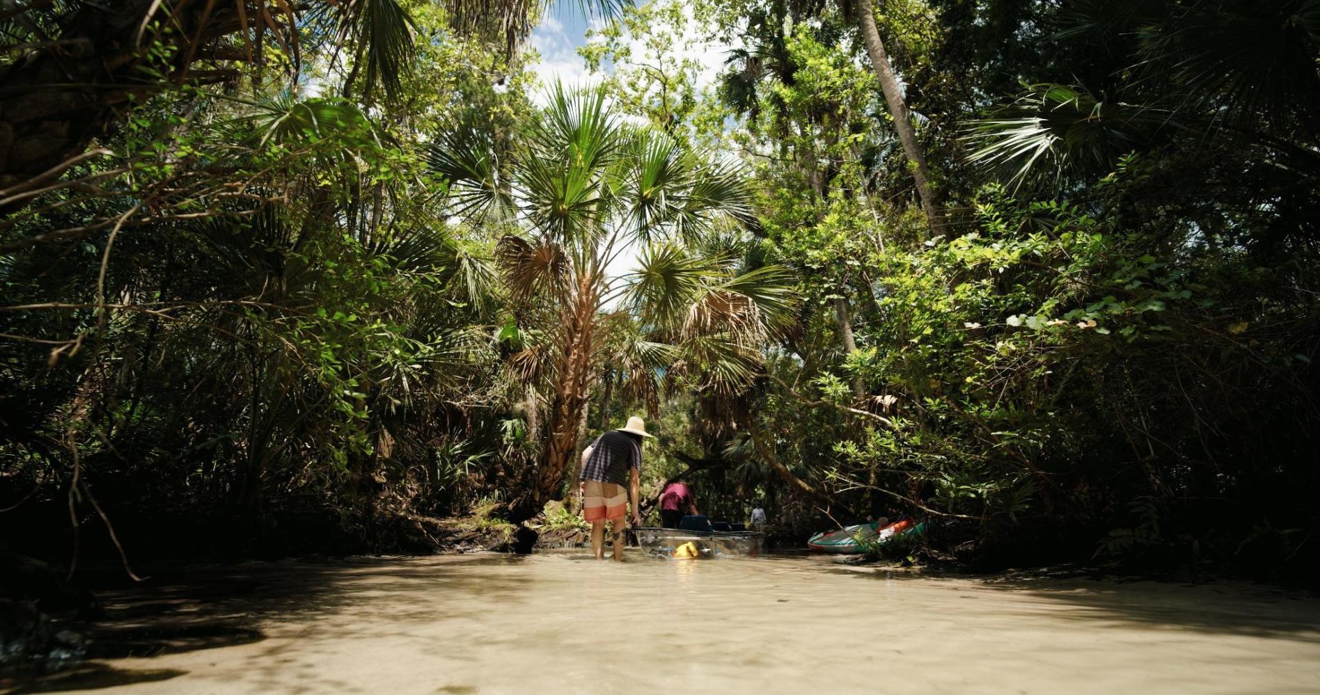 Person in sun hat walks through shallow water in lush, tropical forest.