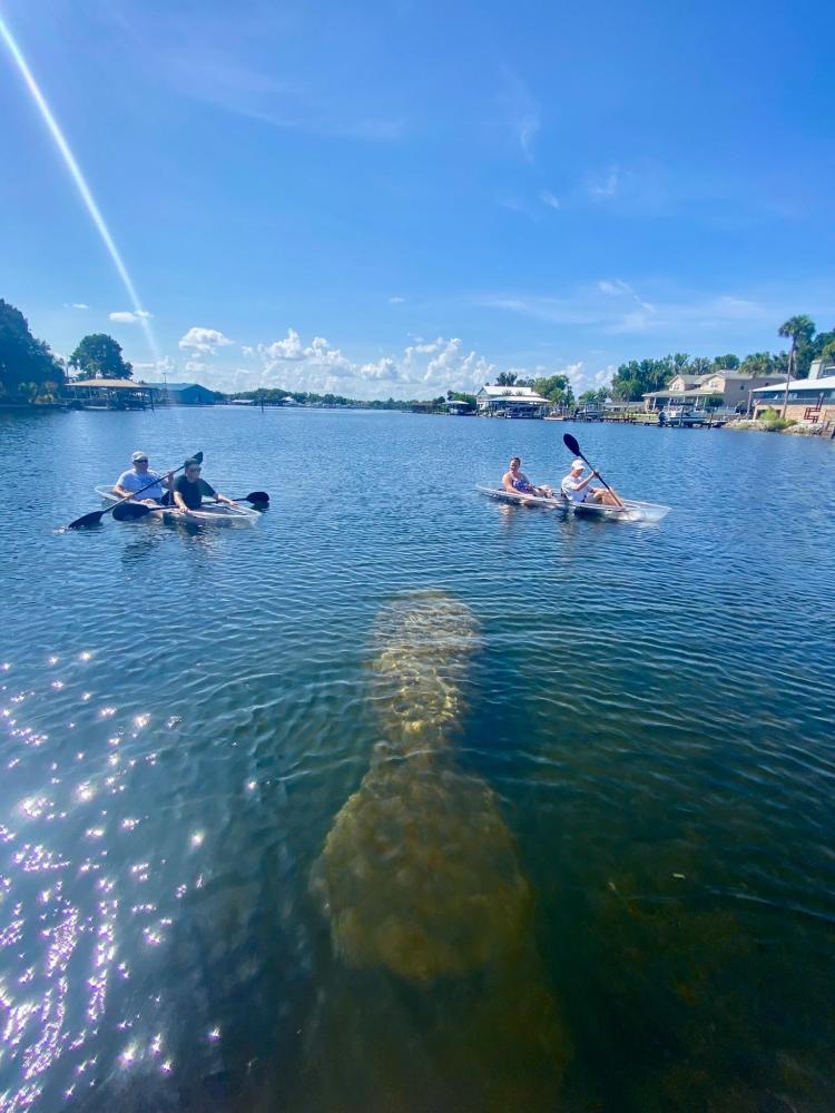 Two pairs of kayakers on a lake with a manatee visible underwater.