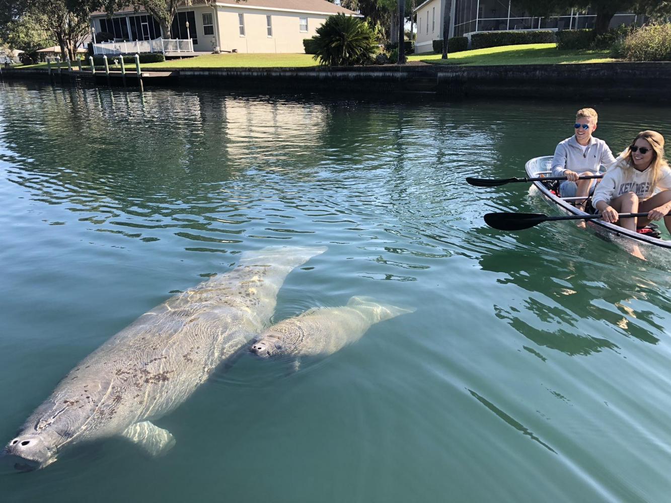 Two people kayaking beside a manatee and calf in a canal near houses.