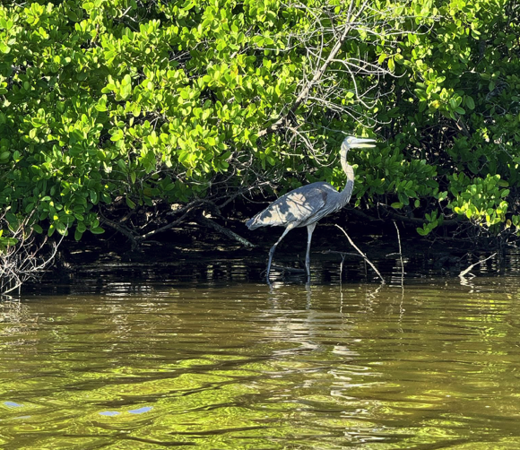 Heron standing in shallow water near lush green foliage.