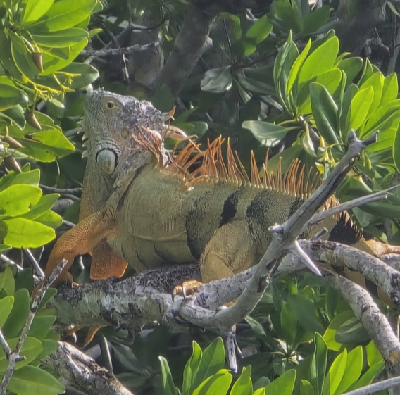 Iguana with orange spikes rests on tree branches amid green leaves.