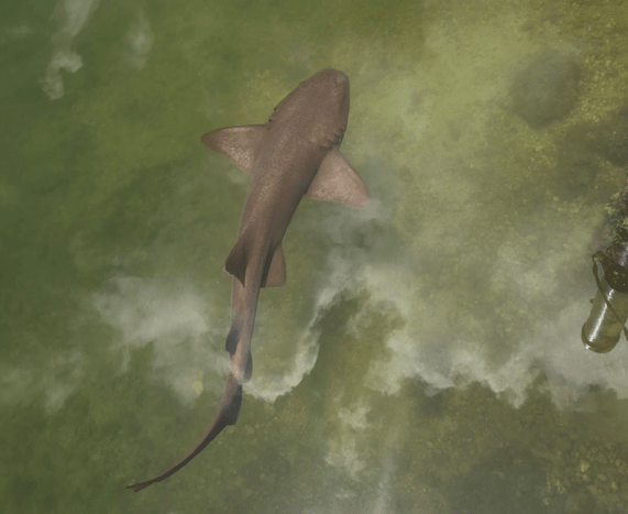 Top view of a brown shark swimming in greenish water.